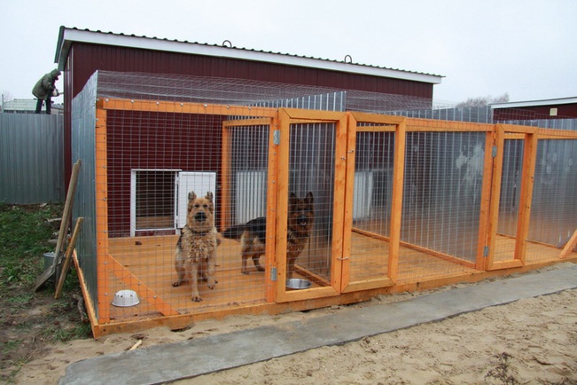 Сможет ли проект собачьего приюта получить поддержку жителей Кудымкара?
